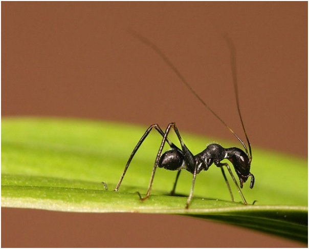 муравей хищник