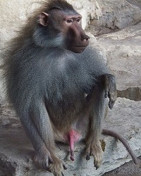 пенис обезьяны