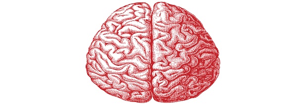 как выглядит головной мозг