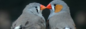 брачное поведение птиц