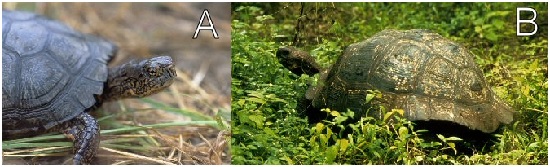 сколько живут черепахи