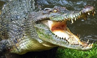 сколько живет крокодил 