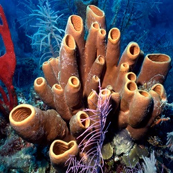 сколько живут кораллы
