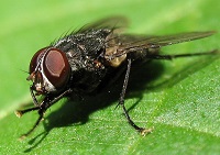 сколько живет муха