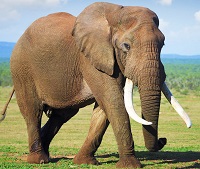 сколько живут слоны