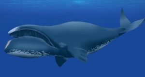 сколько живут киты