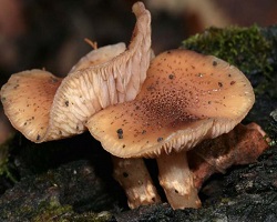 сколько растут грибы