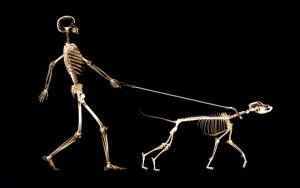 рентген животным