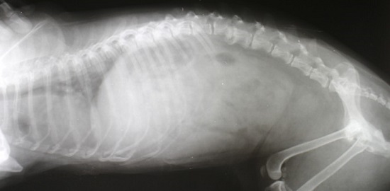 рентген для животного