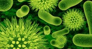 значение бактерий