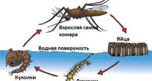 Как долго живут комары