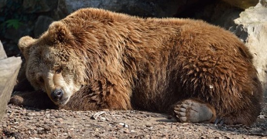 спячка медведя