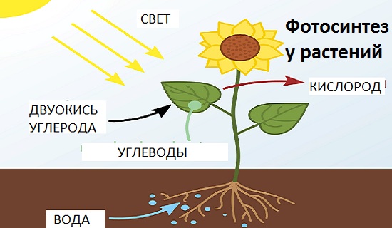 фотосинтез у растений