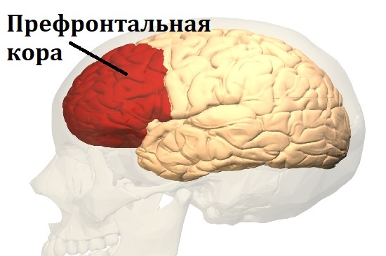 Префронтальная кора мозга