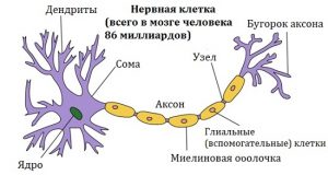 нейронаука