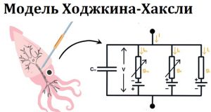 Модель Ходжкина-Хаксли